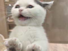 -BABIT巴比特宠物(MOMOPARK店)