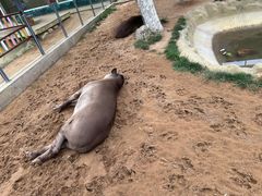 -西霞口神雕山野生动物世界