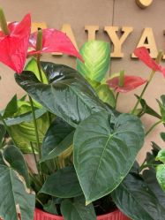 -天泰一站式婚宴·宴会厅