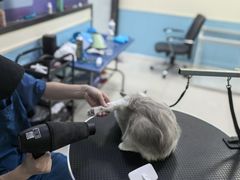 -天宠宠物医院24小时·急重症诊疗中心·全科·腔镜特色(和平分院)