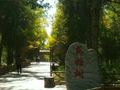 -金塔沙漠胡杨林景区