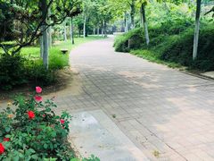 景点-金星公园
