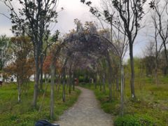 -上海长兴岛郊野公园