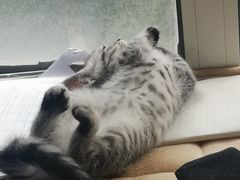 -关爱宠物医院·猫科中心·消化科(滨湖万达分院)