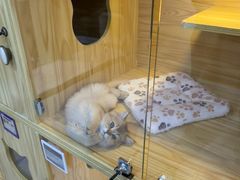 -小猫来了猫舍(福田店)