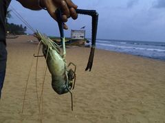 -Green Lobster Waskaduwa Seafood Restaurant