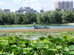 -莲花池公园