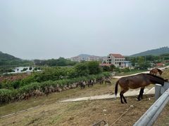 -青龙山国家森林公园