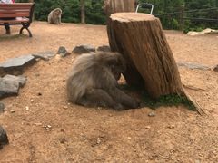 -岚山猴子公园