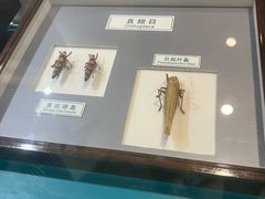 -上海昆虫博物馆