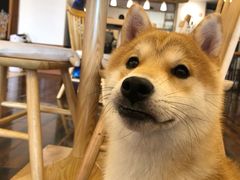 -豆柴町-柴犬主题狗咖(红鼎国际C座店)