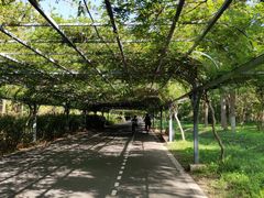 -东平国家森林公园