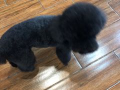 -瑞派动物医院·绝育·犬猫全科·预防医学(光景江南中店)