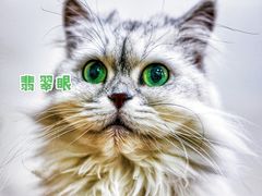 -李小姐の猫咖啡馆(五角场店)