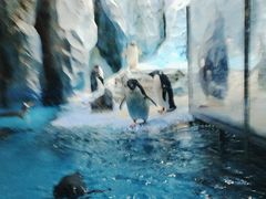 -帝企鹅自助餐厅•儿童岛•真企鹅(长隆企鹅酒店)