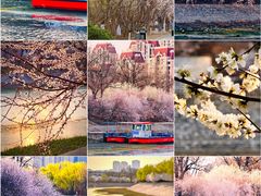-桃花堤公园