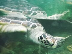 -悉尼海洋生物水族馆