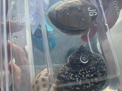 -众味海鲜大排档·活海鲜·潮汕味(南澳店)