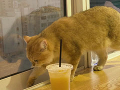 -Heymao猫咖.咖啡厅(东门店)