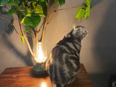 -咖法森林·咖啡  酒吧(天河店)