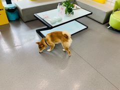 -半岛宠物医院24小时(科华中路店)