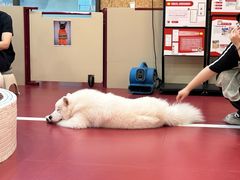-和它·交个朋友·狗咖猫咖(爱琴海店)