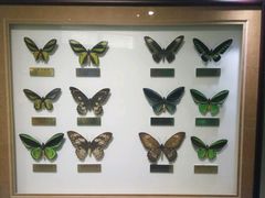 -上海昆虫博物馆