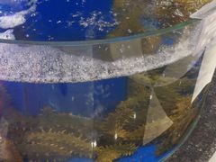 -新海渔港·胶东海鲜家常菜·家宴(奥体中心店)