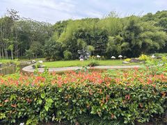 -顾村公园