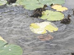 -洛阳市隋唐城遗址植物园