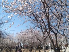 -桃花堤公园