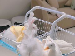 -怪兽屋·羊驼·猫咖·狗咖(俊华广场店)