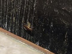 -V-ONE西雅图海鲜自助餐厅(仓山万达广场店)