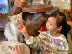 -more than meow吴止猫主题餐厅(承德 中船汇店)