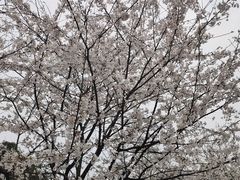 -南山植物园