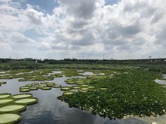 -荷塘月色湿地公园·向阳花洲