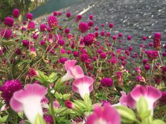 -东莞植物园