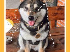 -柴犬高等学院·狗咖·柴犬售卖·宠物训练