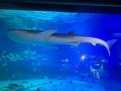 -烟台海昌鲸鲨海洋公园