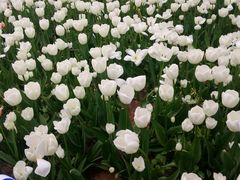 -洛阳郁金香牡丹园