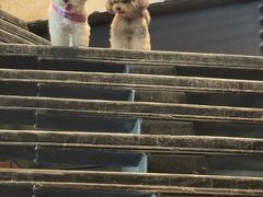 -J Create城市露营咖啡·简餐·宠物(上海动物园店)