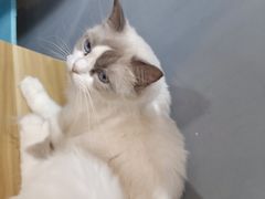 -松果猫咖(桐乡吾悦金街店)