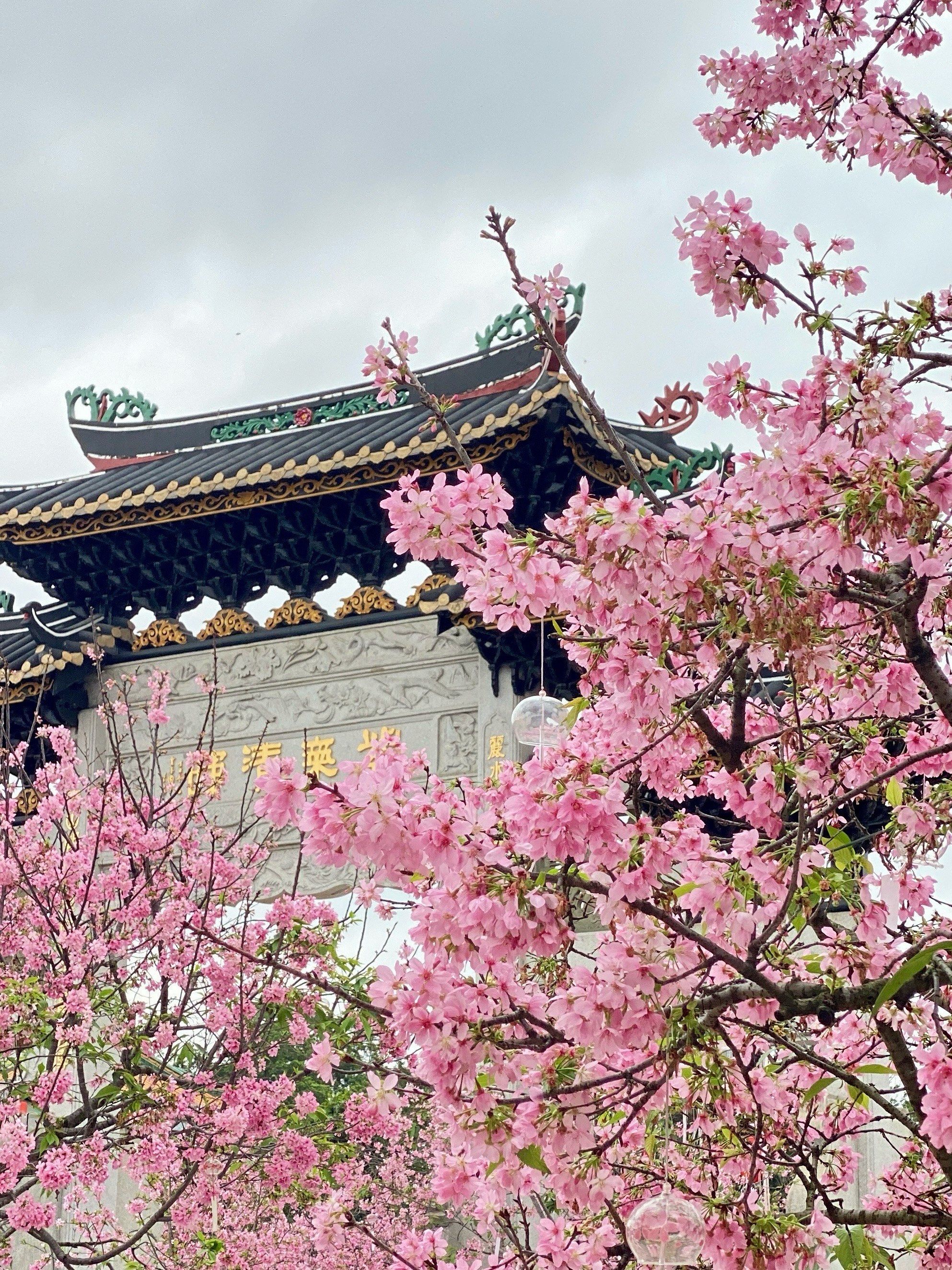 宝墨园樱花盛开!