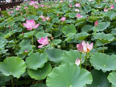 -莲花池公园