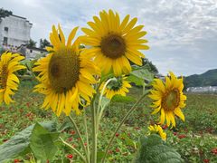 -新安江山水画廊风景区