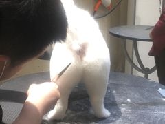 -宠物家(双井店)