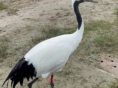 -盐城丹顶鹤湿地生态旅游区