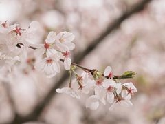 -高东镇樱花园