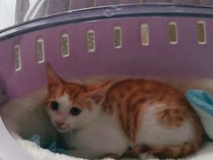 -创凡宠物医院·骨专科  猫科中心(西乡分院)