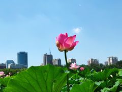 -莲花池公园